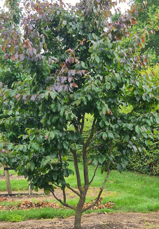 Perzisch IJzerhout 'Bella'
