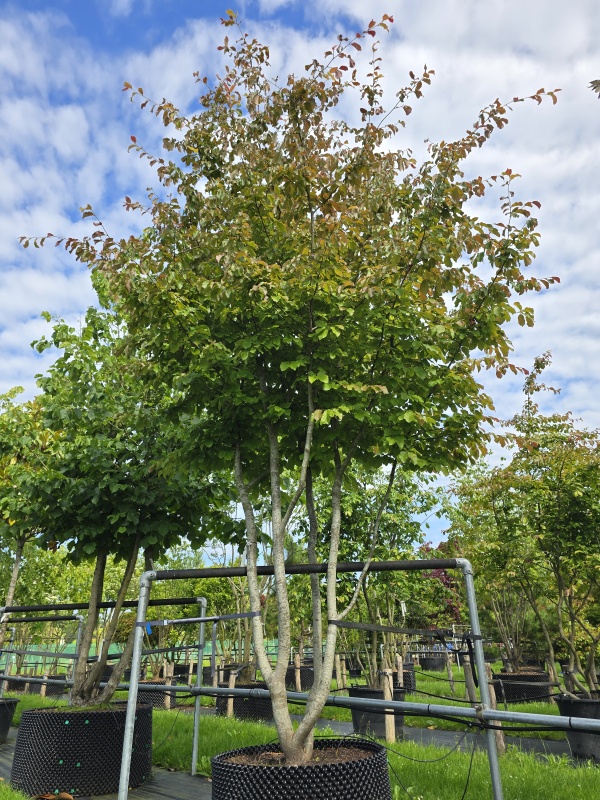 Perzisch IJzerhout