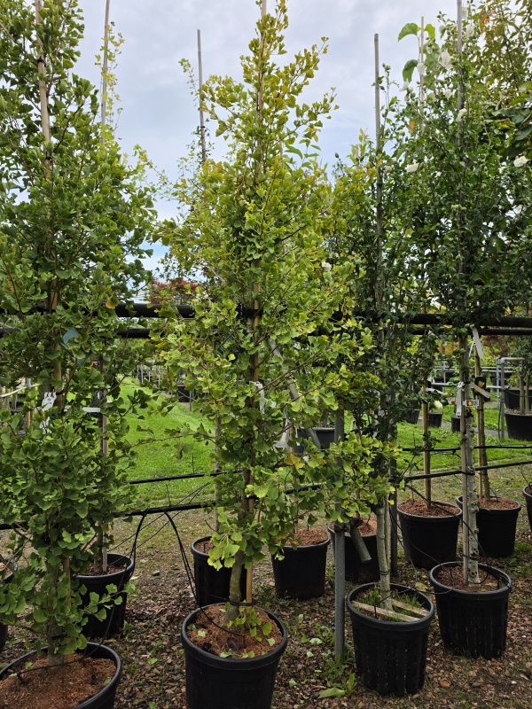 zuilvormige Ginkgo