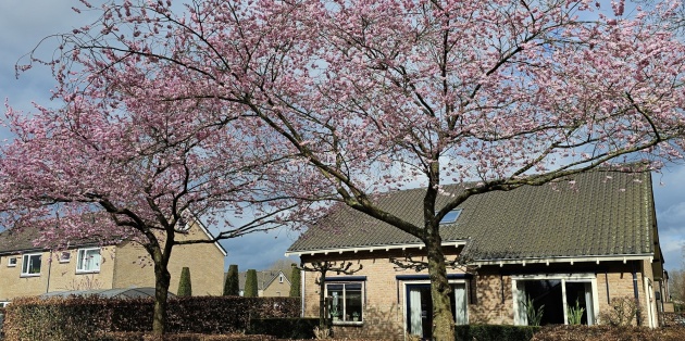 De Japanse sierkers: Van indrukwekkende bloei tot de mooiste vormen voor uw tuin