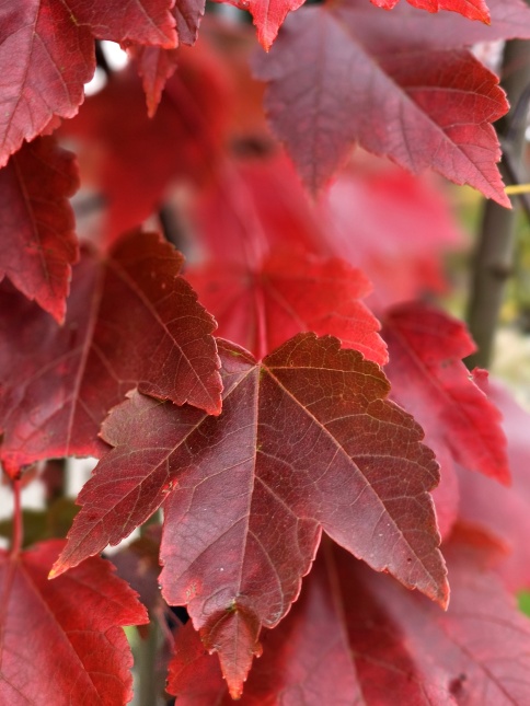 Acer rubrum 'Brandywine' najaar