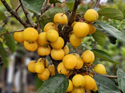 Sierappel 'Golden Hornet',