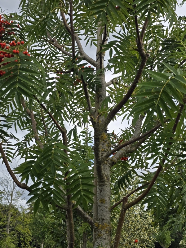 Lijsterbes 'Dodong'