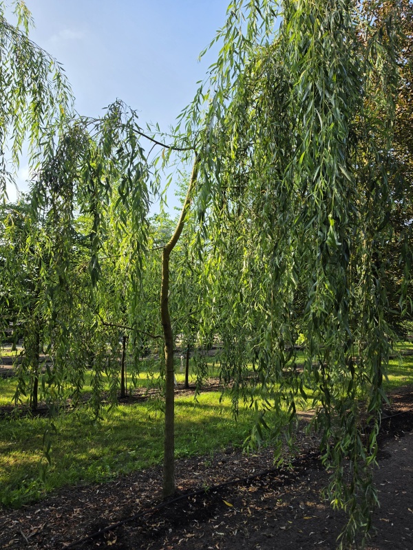 Treurwilg overhangende kroon