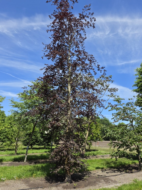 Rode beuk als solitair