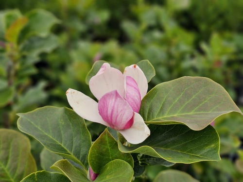 Magnolia 'Satisfaction' met een 2e bloei in augustus