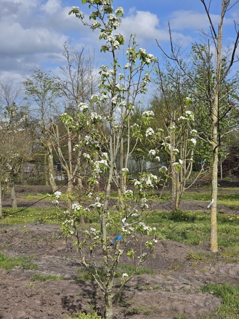 Pyrus communis 'Conference' in bloei