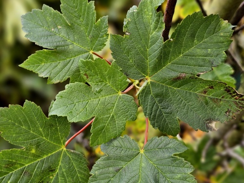 Acer pseudoplatanus