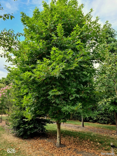 Platanus Oriëntalis