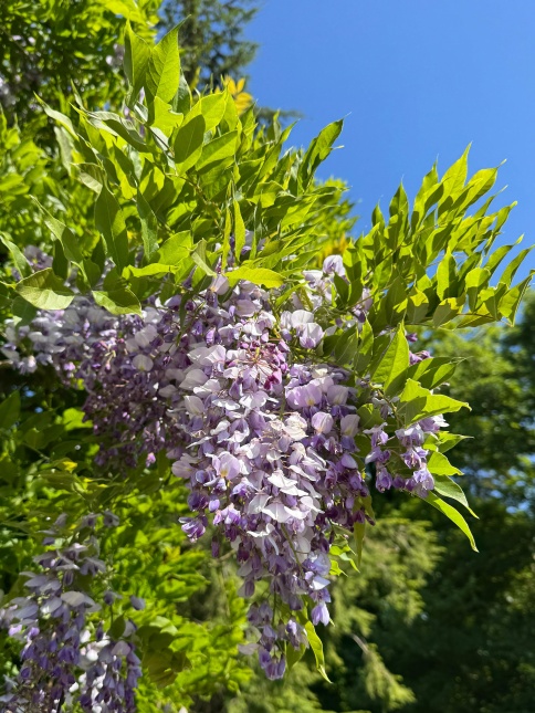 Wisteria sinensis blauwe regen
