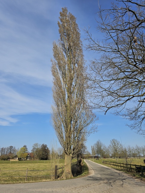 Populus nigra 'Italica'