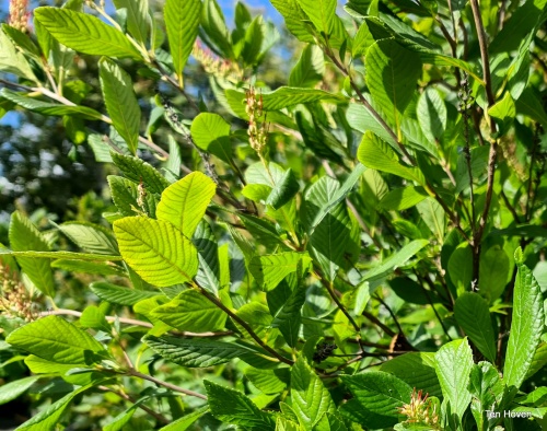 Schijnsels - Clethra alnifolia