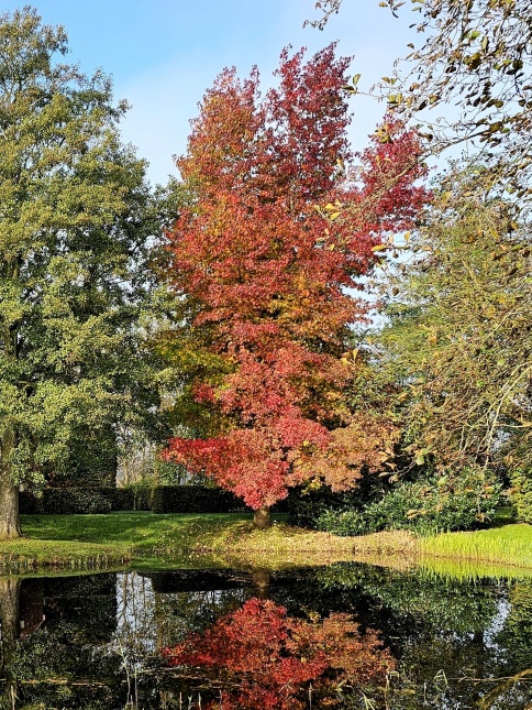 Amberboom met fraaie verkleuringen in het najaar. natuurvijver okt 2024. rechts op de foto.