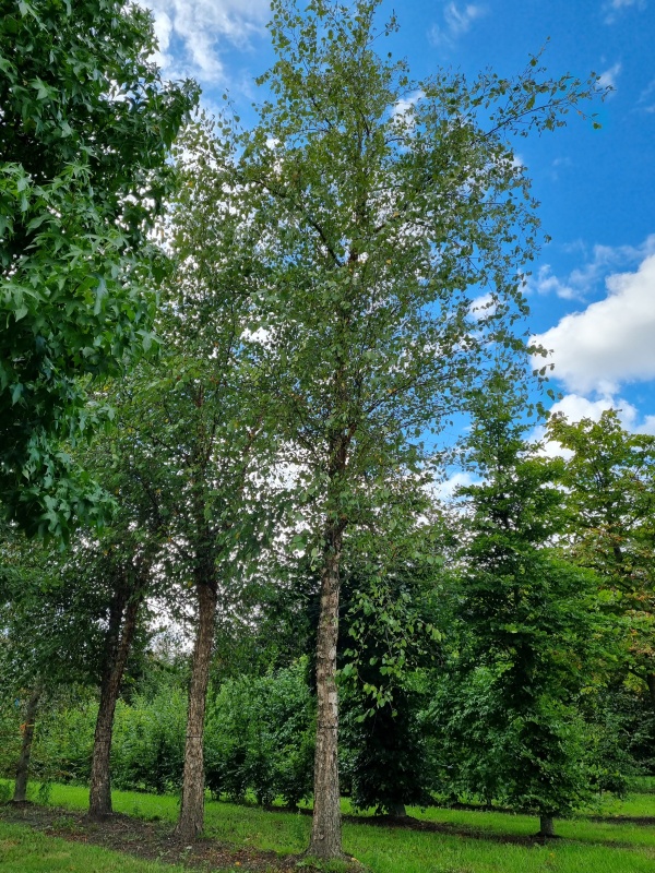 Zwarte berk