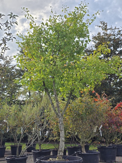 Ginkgo Biloba halfstam