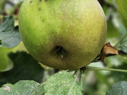 Malus domestica 'Schone van Boskoop' is een bekende goudreinet