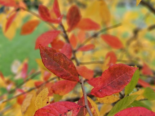 Nyssa sylvatica herfstkleuren
