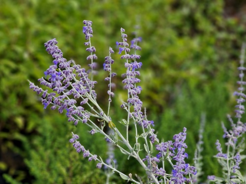 Reuzenlavendel 'Little Spire' - Perovskia atriplicifolia 'Little Spire'
