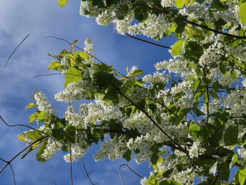 Europese Vogelkers, prunus padus bloei in april