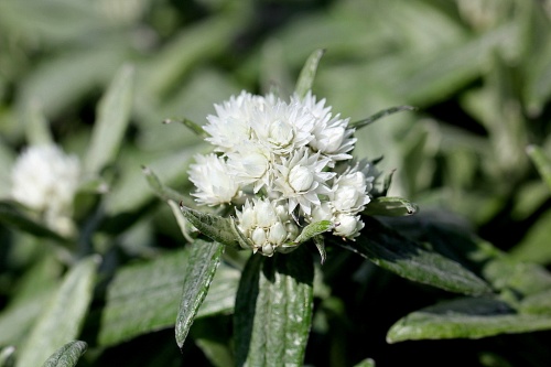 Witte knoop - Anaphalis triplinervis
