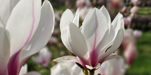 Een Magnolia planten: De beste plek, grondsoort en tips voor een goede start