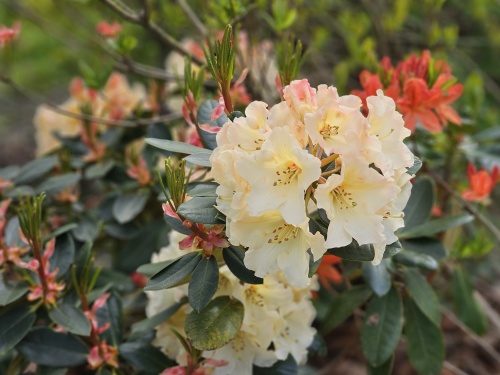 Rododendron 'Percy Wiseman' in bloei