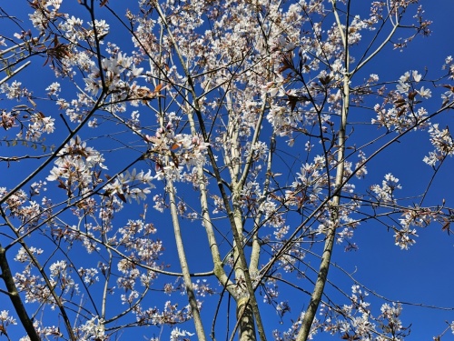 Bloei krentenboompje Amelanchier 'Robin Hill'