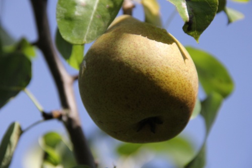 Handpeer 'Beurre Hardy' - Pyrus communis 'Beurre Hardy'