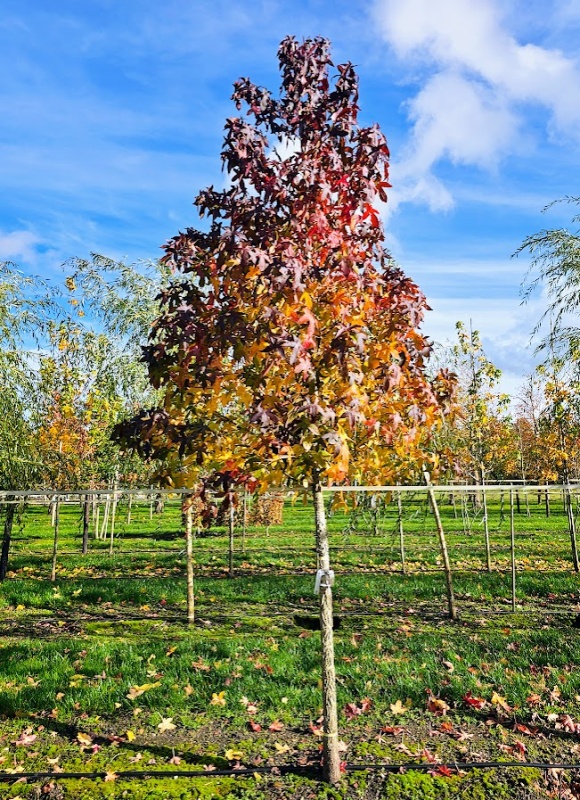 Amberboom met spectaculaire herfstkleuren.