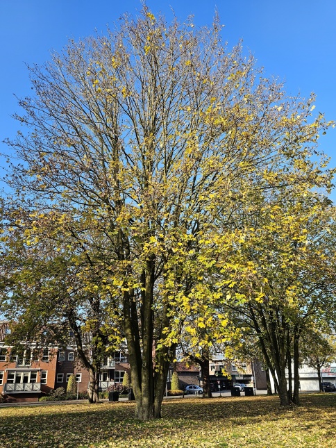 Acer platanoides is een veel voor komende boomsoort in NL.  Meerstammige veterane boom in parkje