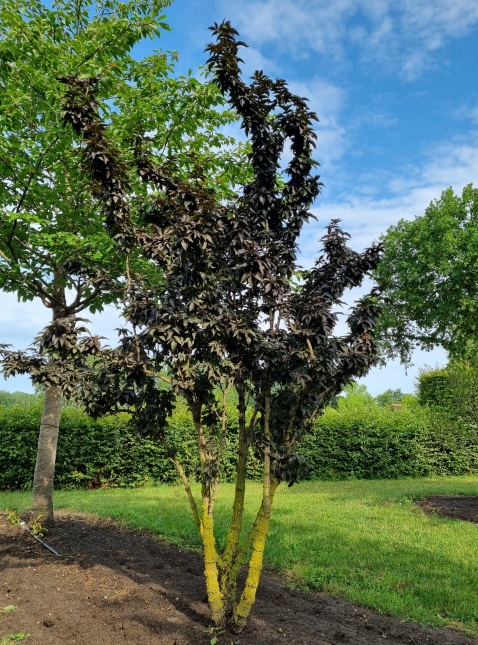 Sambucus nigra 'Black Tower' bloei in juni