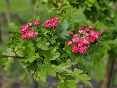 Crataegus Paul's Scarlett