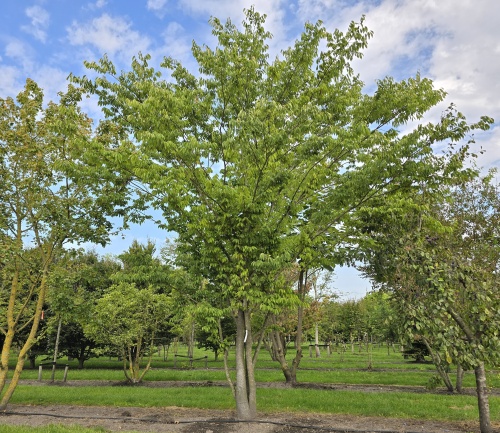 Zelkova serrata juli 2026 kwekerij THB in Apeldoorn