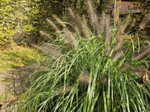 Lampenpoetsersgras met rode pluimen in de zomer en bruine in het najaar