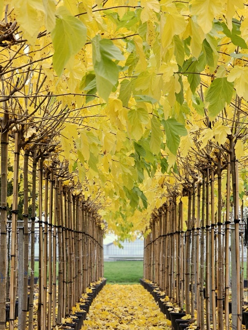 Morus alba 'Fruitless' in de herfst