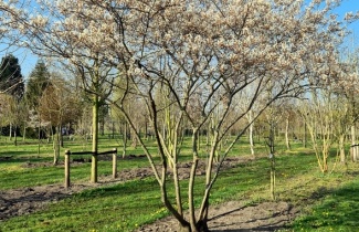 Unterstützendes Bild für Kategorie Große Felsenbirnen