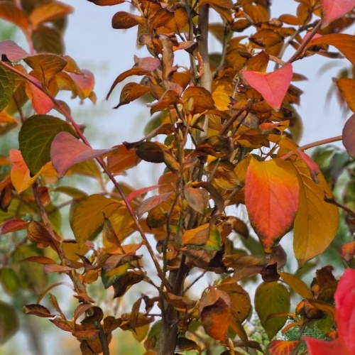 Stewartia rostrata herfstblad