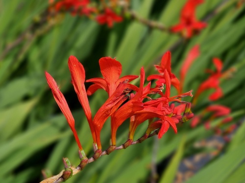 De vuurrode Montbretia bloeit in juli en augustus