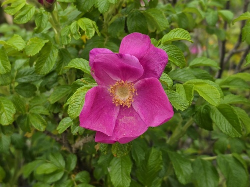 Rosa rugosa Botanische roos