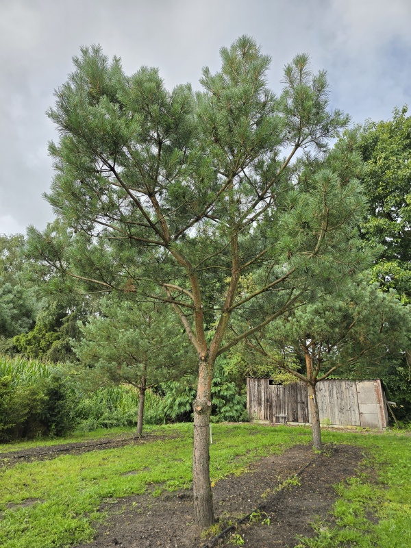 Waldkiefer
