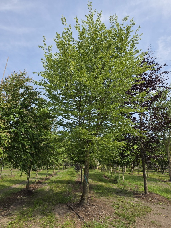 Haagbeuk karakterboom met parasolkroon