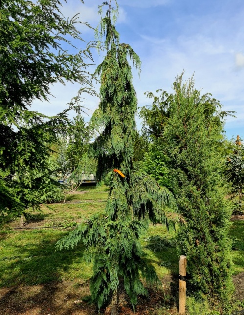 Chamaecyparis nootkatensis 'Pendula' Arboretum Zurich juli 2024