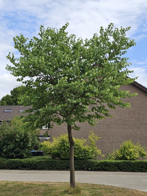 Bloei Judasboom in april