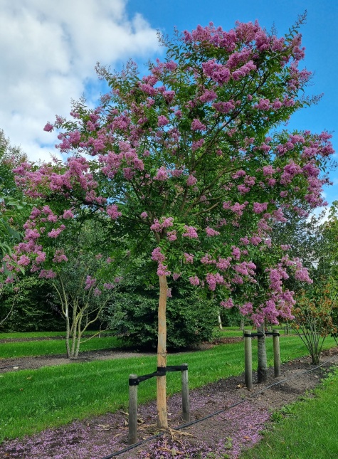 Zaden van de Lagerstroemia indica 'Rosea'