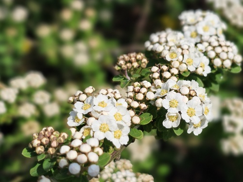 Spierstruik 'Snowmound'