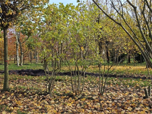 Sering 'Olivier de Serres' - Syringa vulgaris 'Olivier de Serres'