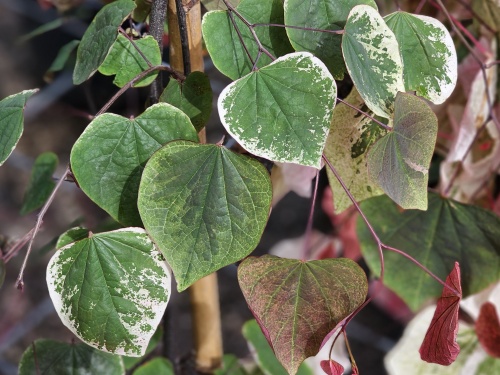 Amerikaanse Judasboom 'Carolina Sweatheart' - Cercis canadensis 'Carolina Sweatheart'