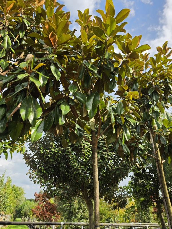 Großblütige immergrüne Magnolie