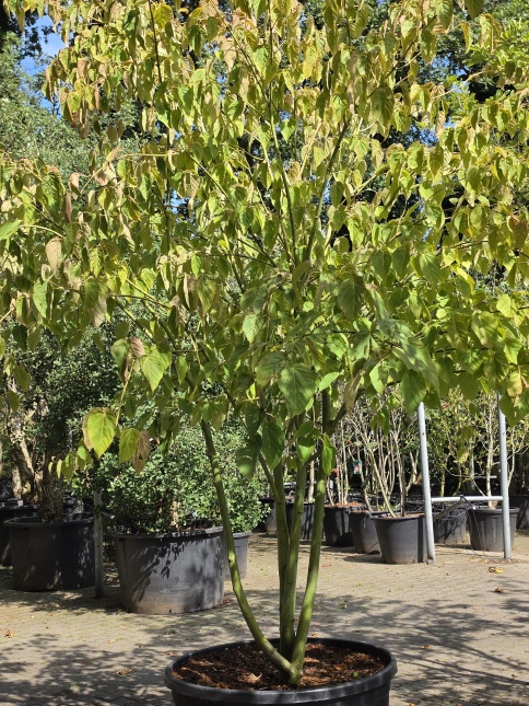Chinese Esdoorn davidii, meerstammig