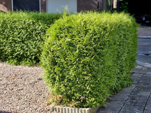Thuja occidentalis 'Brabant' haagconifeer